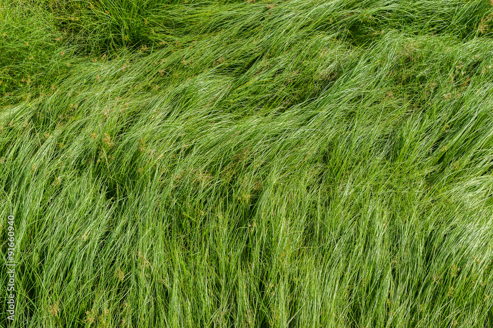 Nut grass, Purple nutsedge, Nutsedge, Cocograss Nut grass, Purple nutsedge, Nutsedge, Cocograss