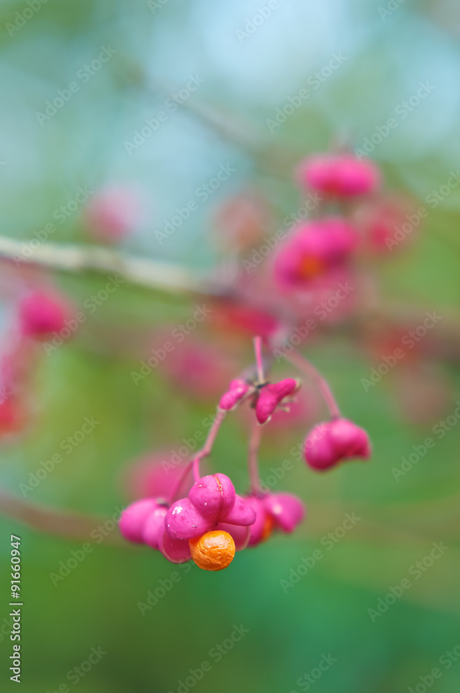 Obraz premium Euonymus