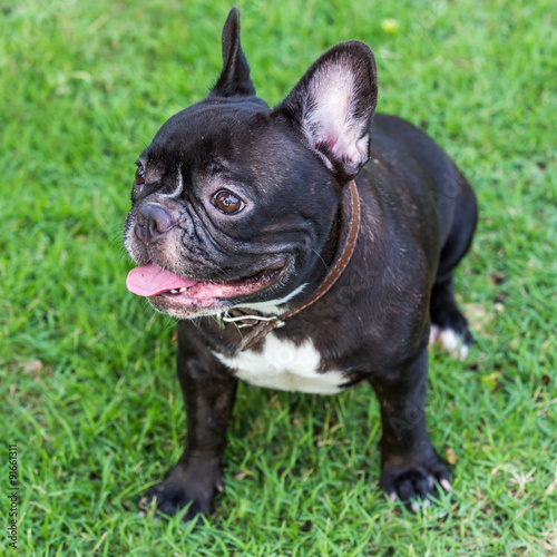 Black french bulldog sitting on the green grass fields.