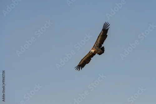 Griffon Vulture flying 4 © kalpis