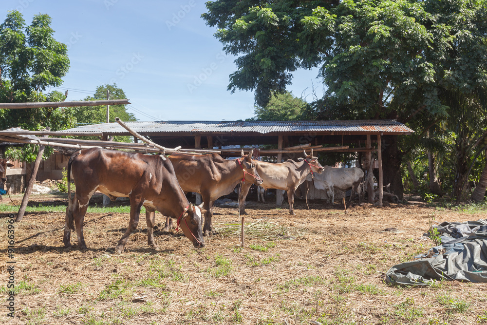 Thai cows resting in a field southern ,Thailand