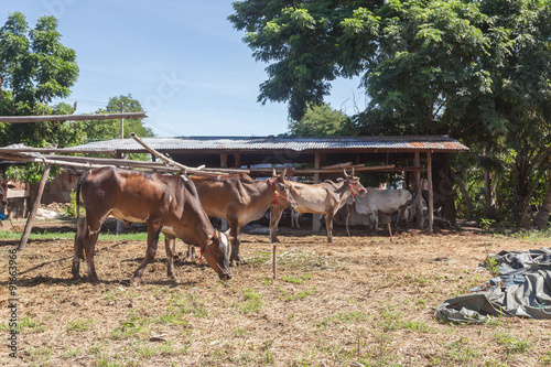 Obraz na płótnie Thai cows resting in a field southern ,Thailand w salonie