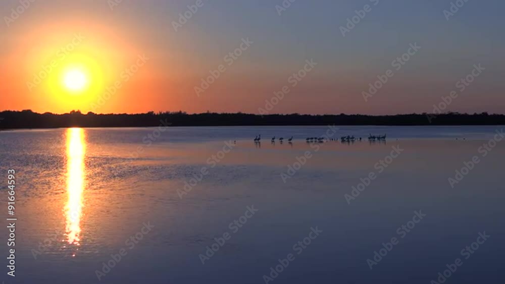 Shorebirds at sunset along the wetlands of Florida's coast. Shorebirds at sunset along the wetlands of Florida's coast.