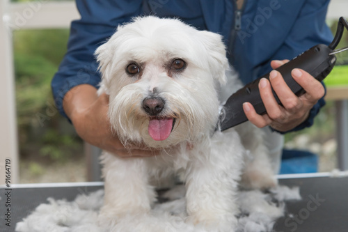 Trimming the Maltese dog by electric razor