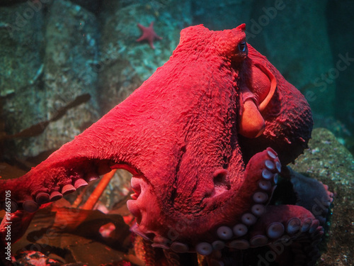 Photography Large Bright Red Octopus
