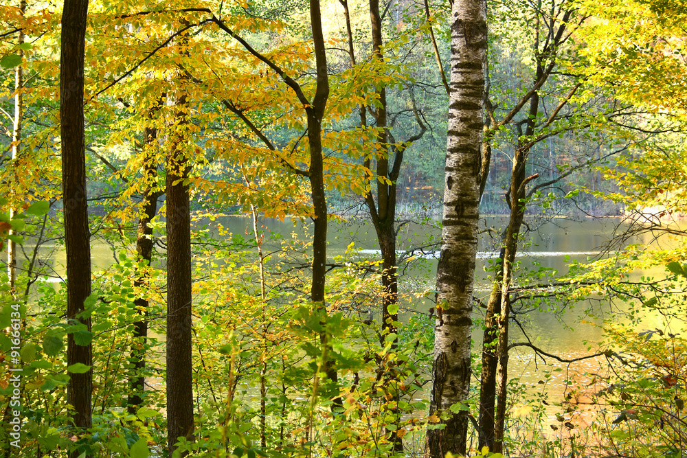 Obraz premium Autumn forest