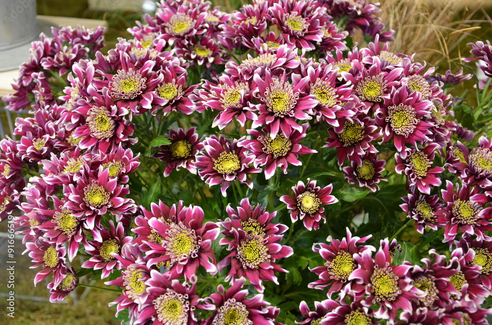 Winterastern - chrysanthemum indikum-hybride 