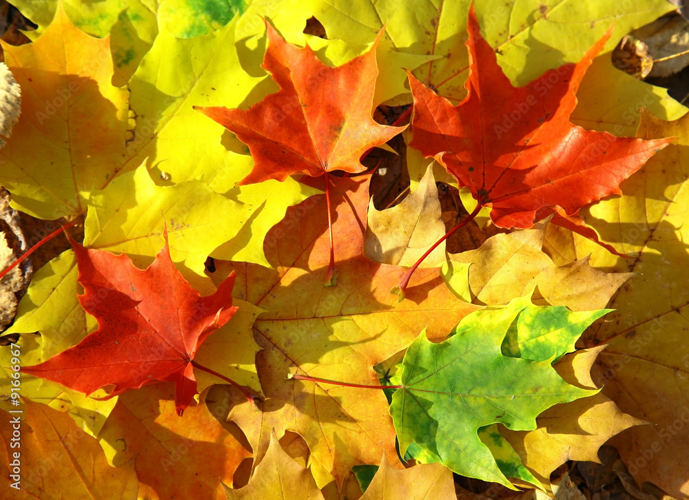 Colorful autumn leaves Colorful autumn leaves