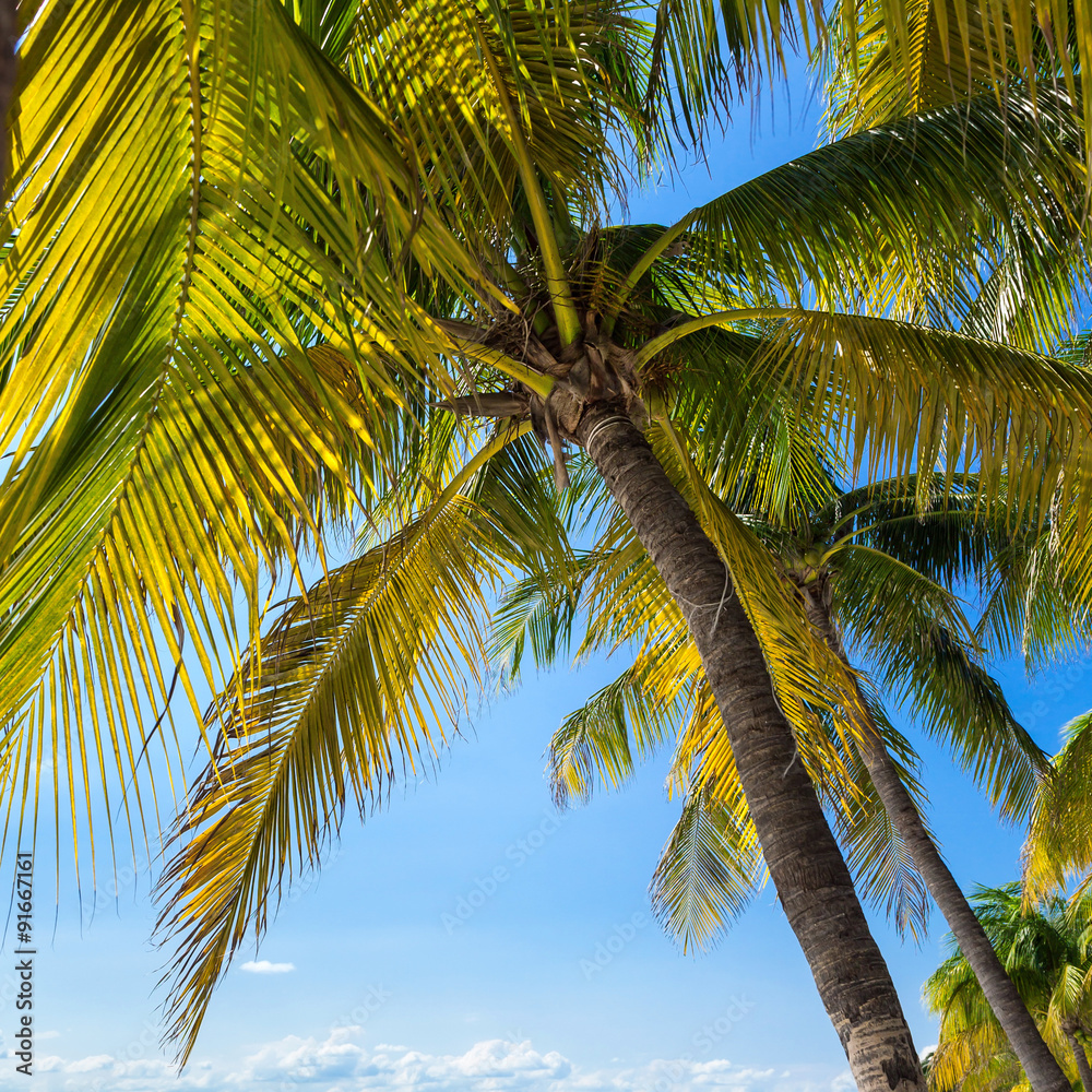 Fototapeta premium Tropical white sand beach with coconut palm trees.