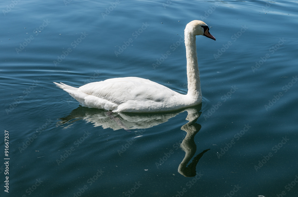 White swan on a lake White swan on a lake