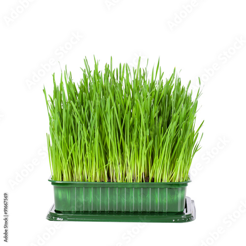 Green grass