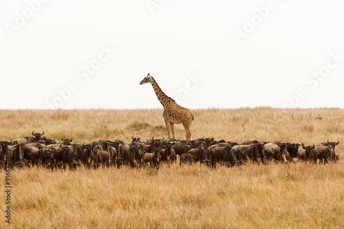 Giraffe and a herd of wildebeest in dry African savanna