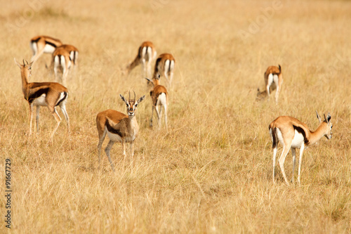 Thomsons gazelles grazing on grass of African savanna
