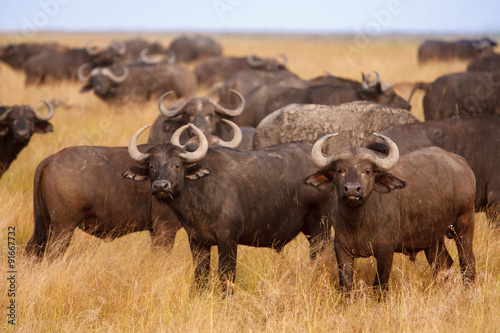 African Cape buffaloes grazing in African savanna