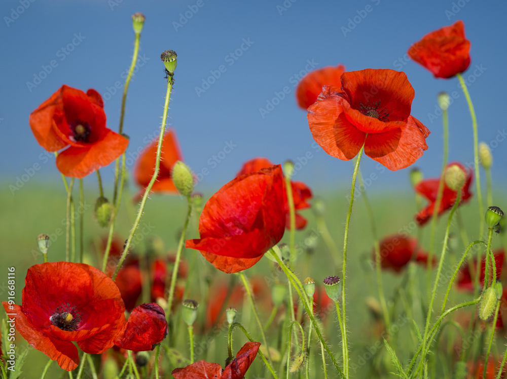 Naklejka premium czerwone maki