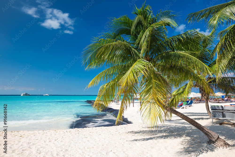Fototapeta premium Coconut palm on caribbean beach