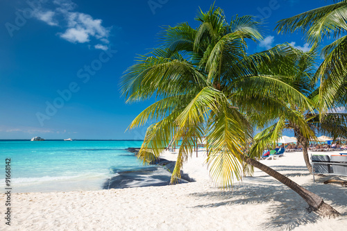 Coconut palm on caribbean beach