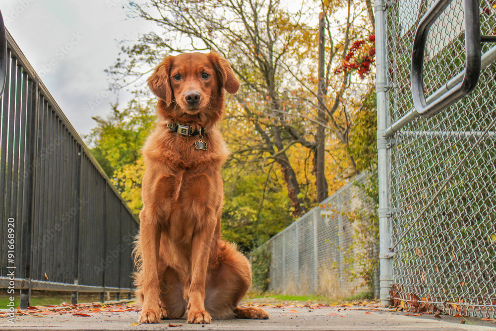 Setter retriever sales