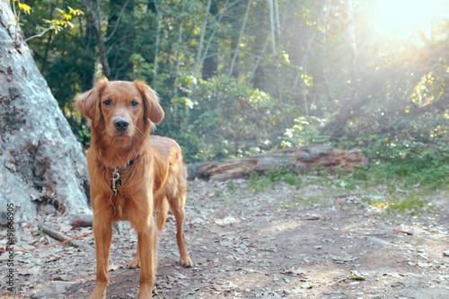 Bright Red Orange Golden Retriever Irish Setter in Front of Majestic Forest Sunset