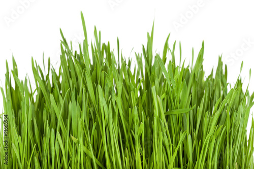 Green grass closeup on white background 