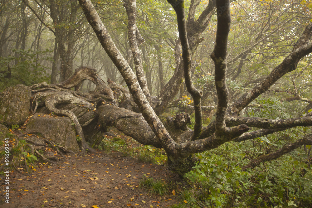 Obraz premium A gnarled old tree in the Blue Ridge Mountains of Western North Carolina.