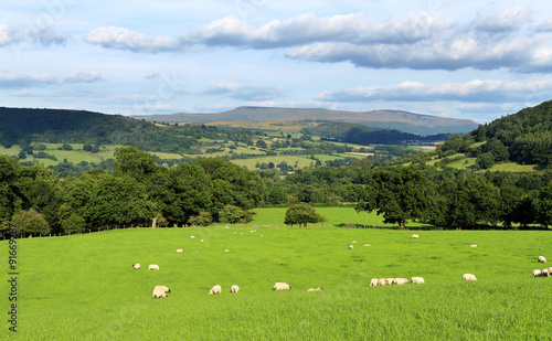 Sheep grazing in Powys Wales, with black Mountains in background