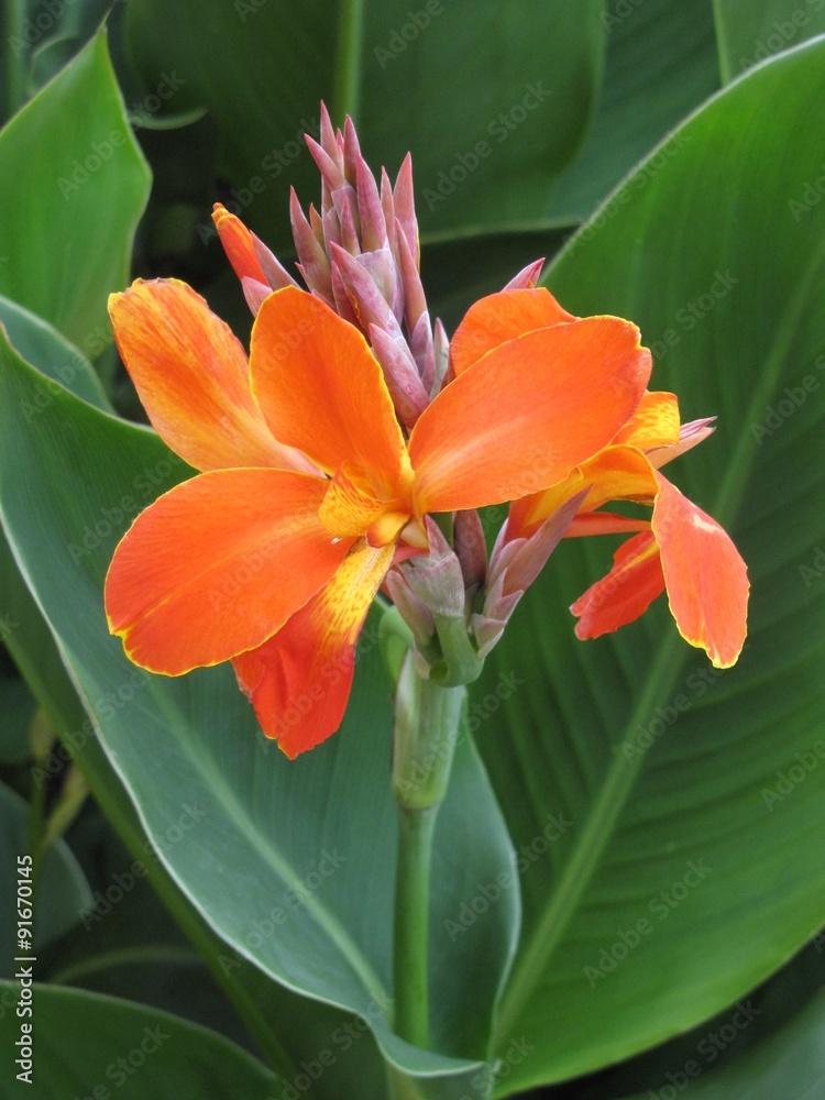 Fototapeta premium canna
