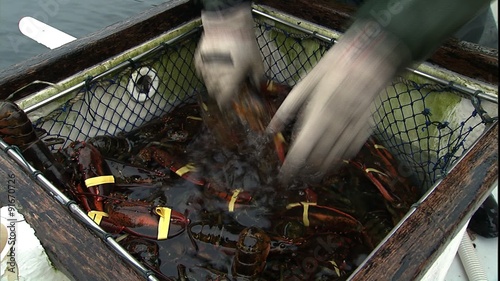 Close up of lobsters