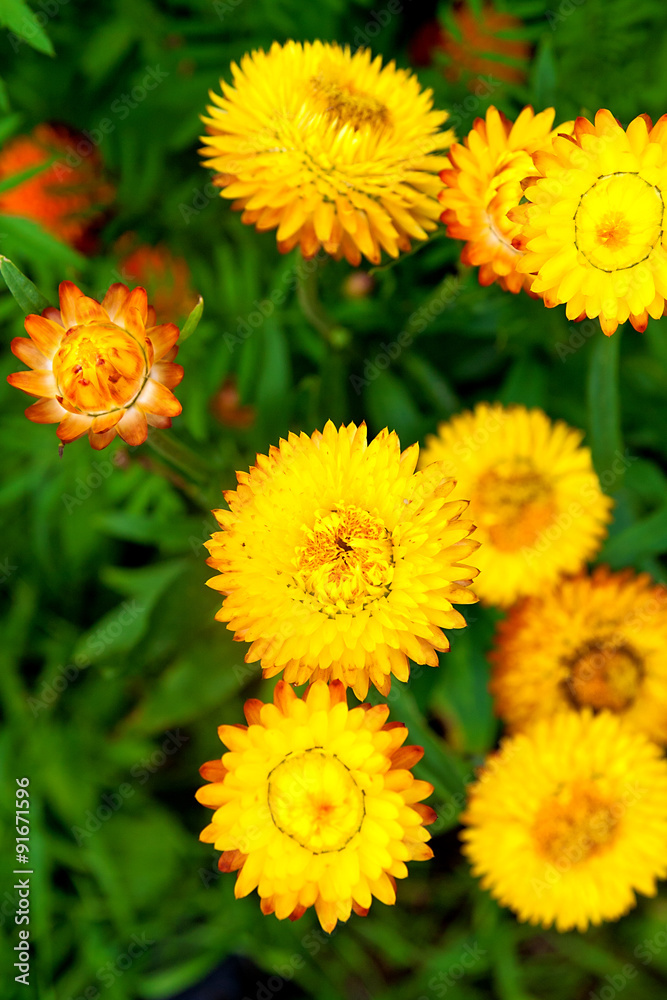 Helichrysum or Strawflower in outdoor garden, Helichrysum bract Helichrysum or Strawflower in outdoor garden, Helichrysum bract