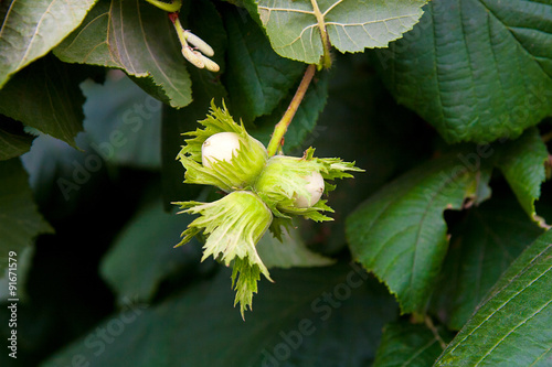 Green hazelnuts are growing on the tree.