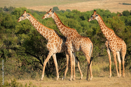Giraffes (Giraffa camelopardalis) in natural habitat, South Africa. #91671745