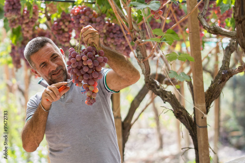 Time to harvest in Sicily. This farmer is picking black dessert grapes. The grapes will be sent to markets in northern Italy. Natural light, picture taken in september near the town of Agrigento