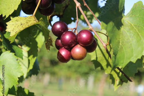 Fototapeta Naklejka Na Ścianę i Meble -  muscadine grapes