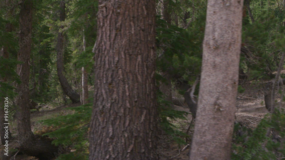 A mountain biker rides in a forest. A mountain biker rides in a forest.