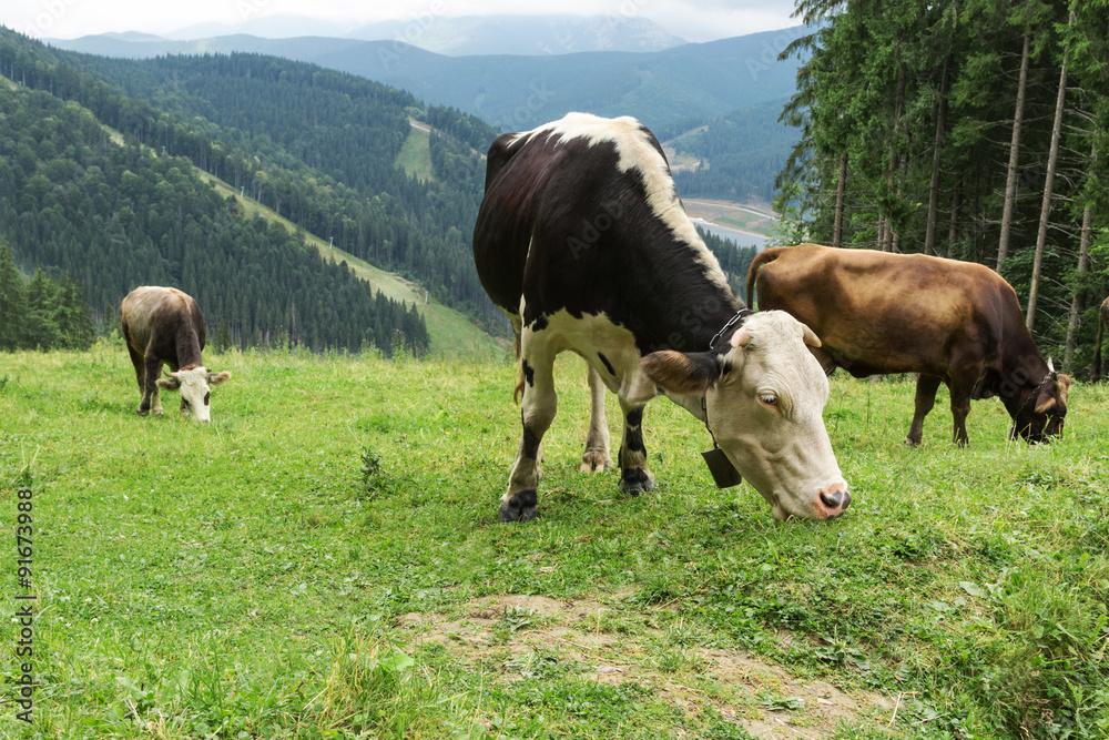 Fototapeta premium Herd of cows grazing in mountains