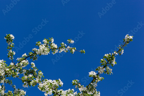 A blooming branch of apple tree on sky background