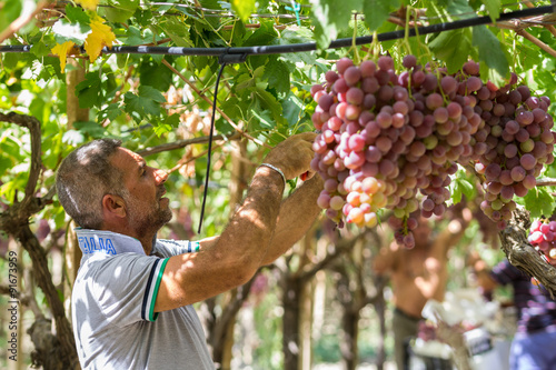Time to harvest in Sicily. This farmer is picking black dessert grapes. The grapes will be sent to markets in northern Italy. Natural light, picture taken in september near the town of Agrigento