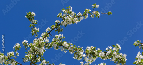 A blooming branch of apple tree on sky background