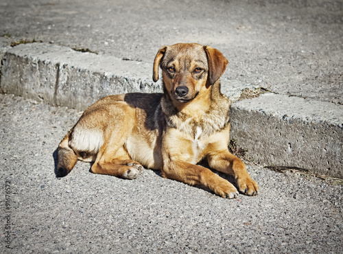 Lonely clever mongrel dog outdoors