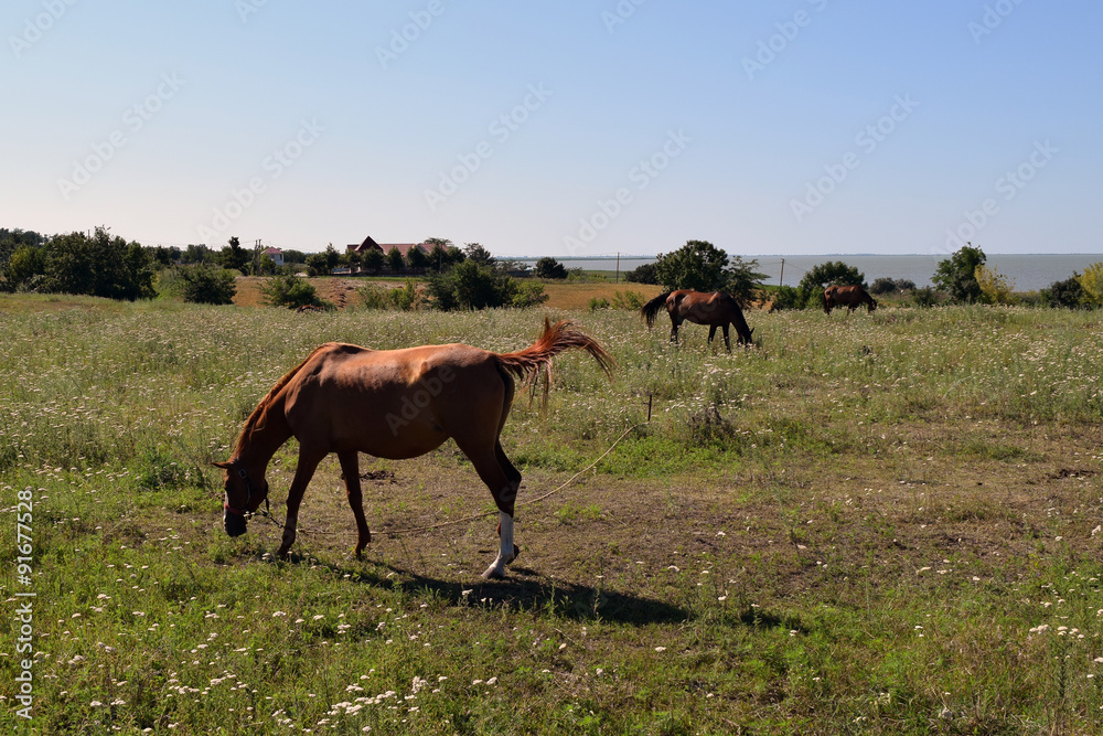 The grazed horses The grazed horses