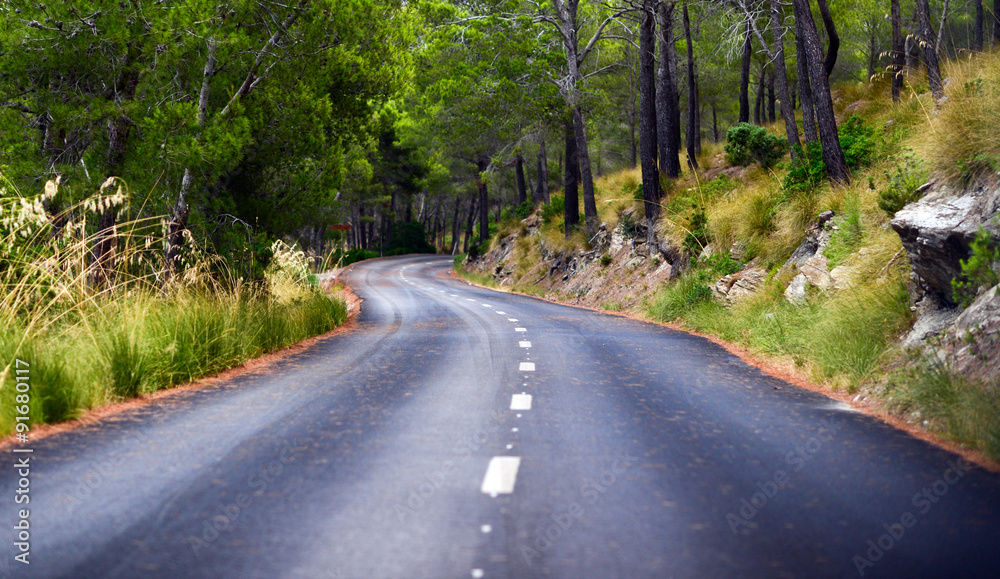 Road in middle of forest Road in middle of forest