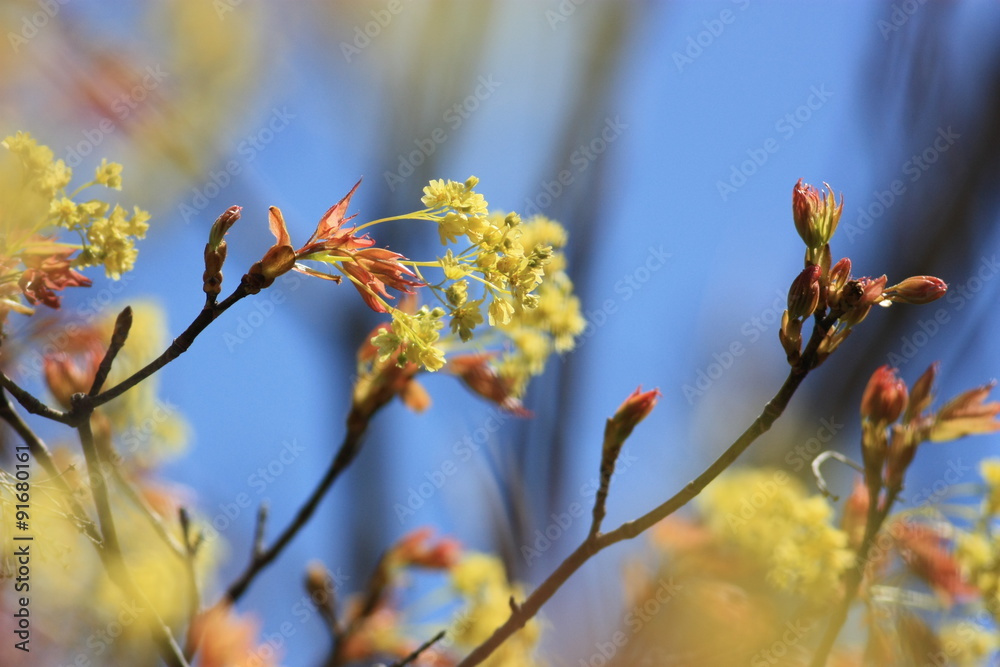 イタヤカエデの花 Stock Photo Adobe Stock イタヤカエデの花 Stock Photo Adobe Stock