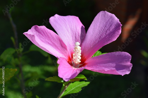 Purple Althea Bloom