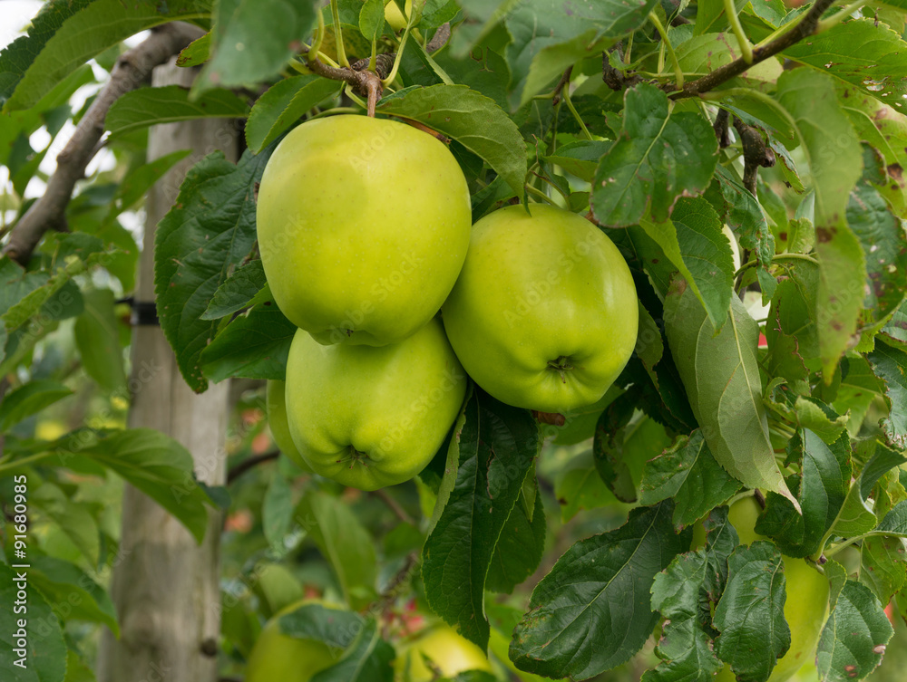 green apples