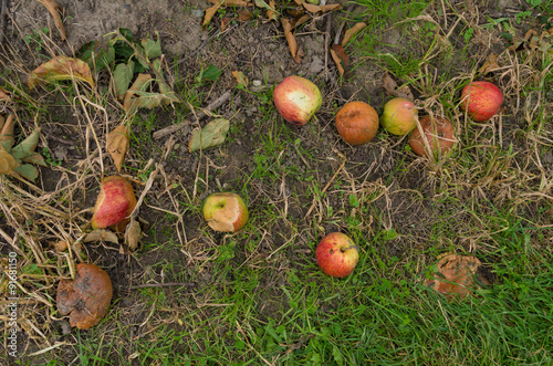 rotting apples