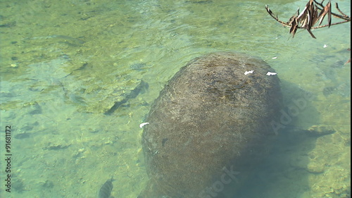 Manatee swimming in Homosassa Springs photo