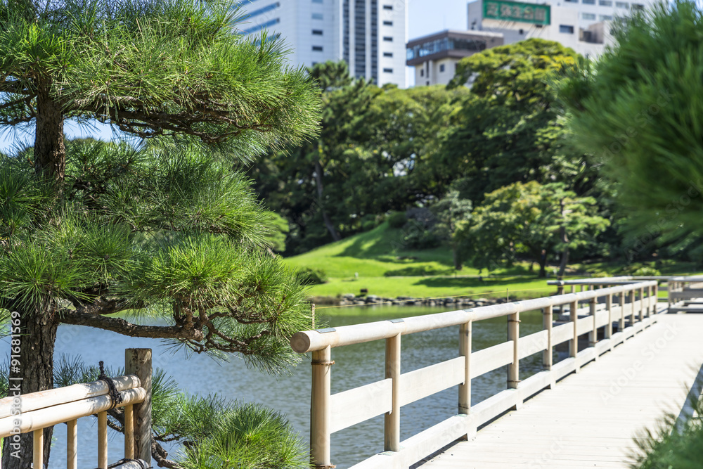Fototapeta premium 浜離宮恩賜庭園のマツ