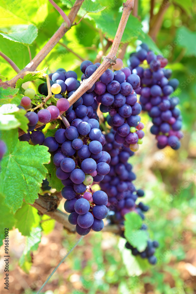 Red wine grapes growing in a vineyard