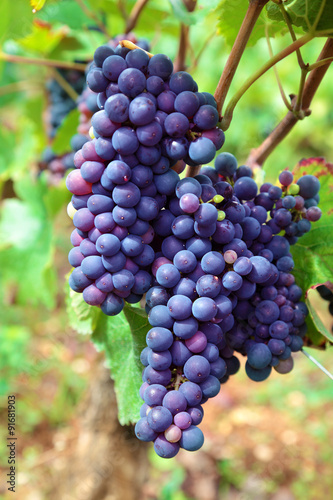 Red wine grapes growing in a vineyard