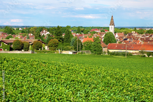 Vineyard of Nuit Saint Georges in France
